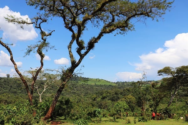 Farmers pick coffee cherries in the Didebe forest in Ethiopia. 