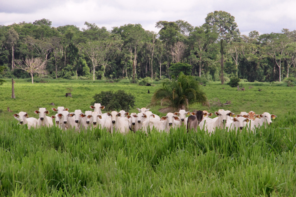 Sustainable cattle ranching in the Amazon - Partnerships For Forests
